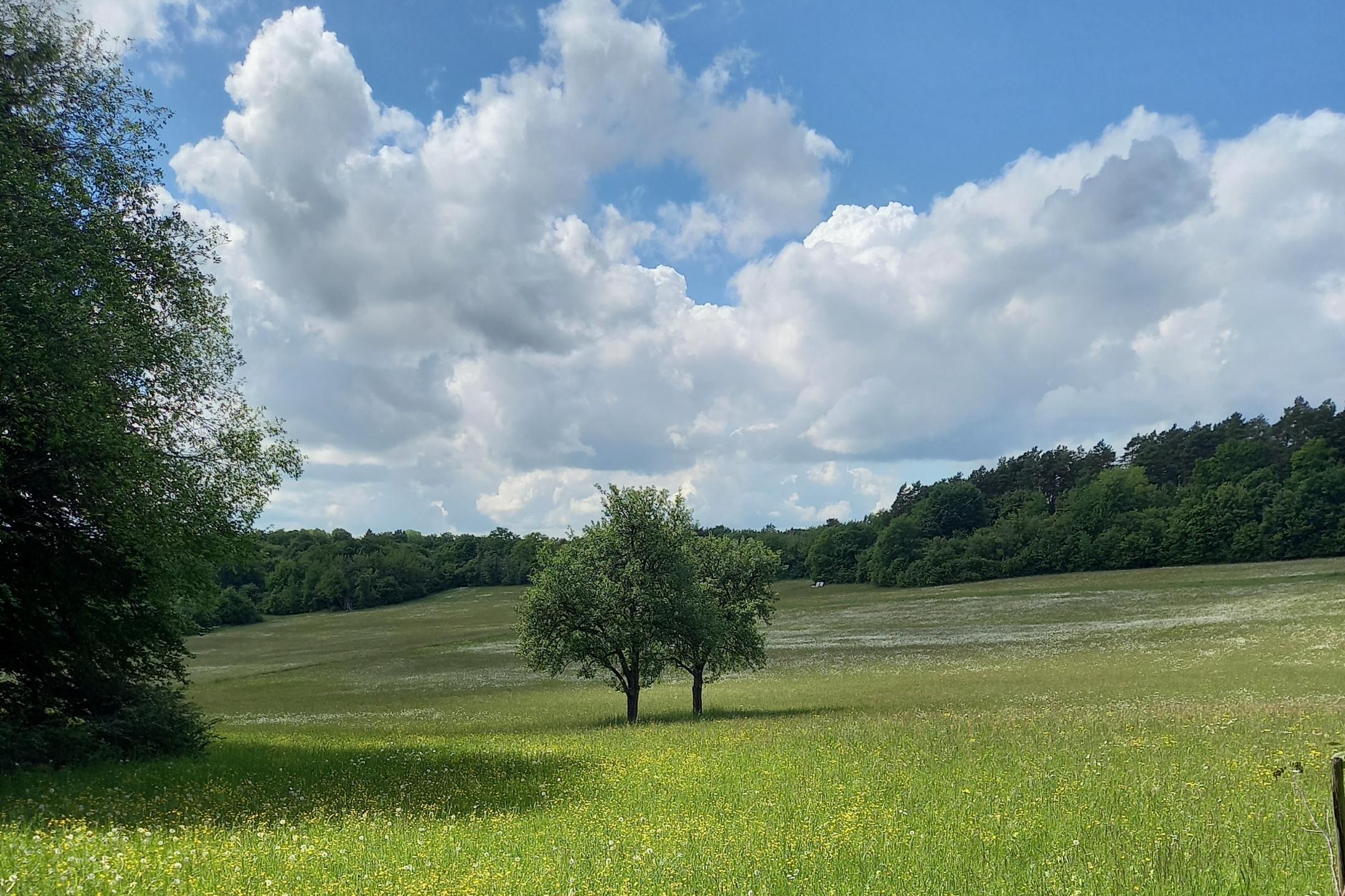 Eine Landschaft mit Wiesen, Bäumen und ein blauer Himmel mit einzelnen Wolken