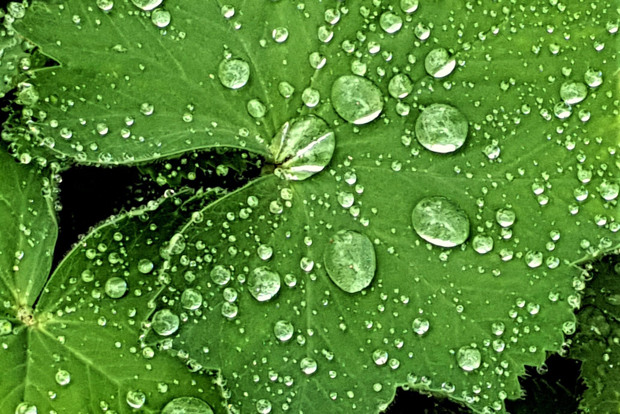 grünes Blatt mit Wassertropfen drauf
