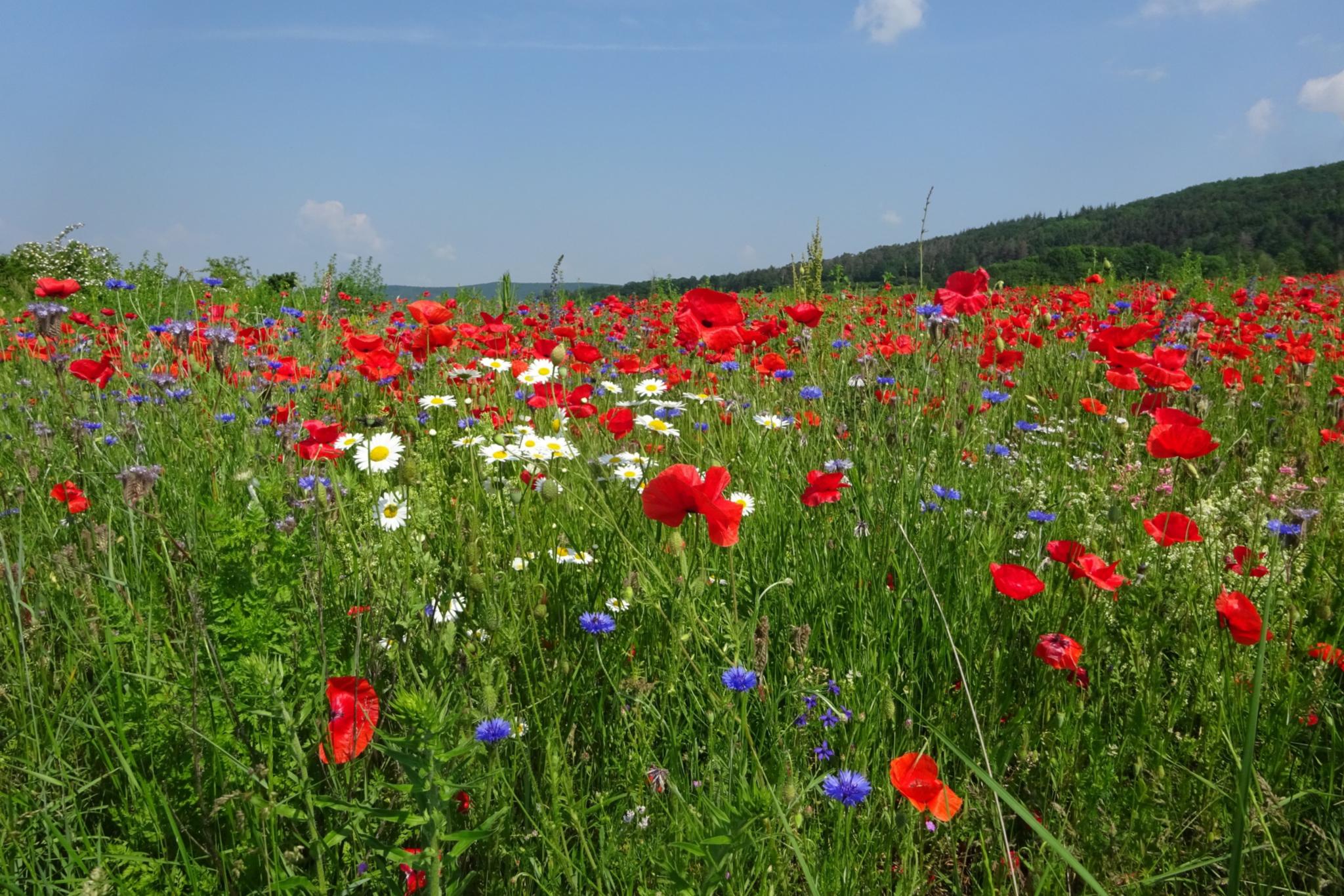 Ein Feld mit Sommerblumen