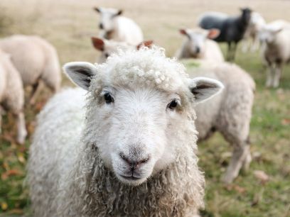 Ein Schaf mit einer Schafherde