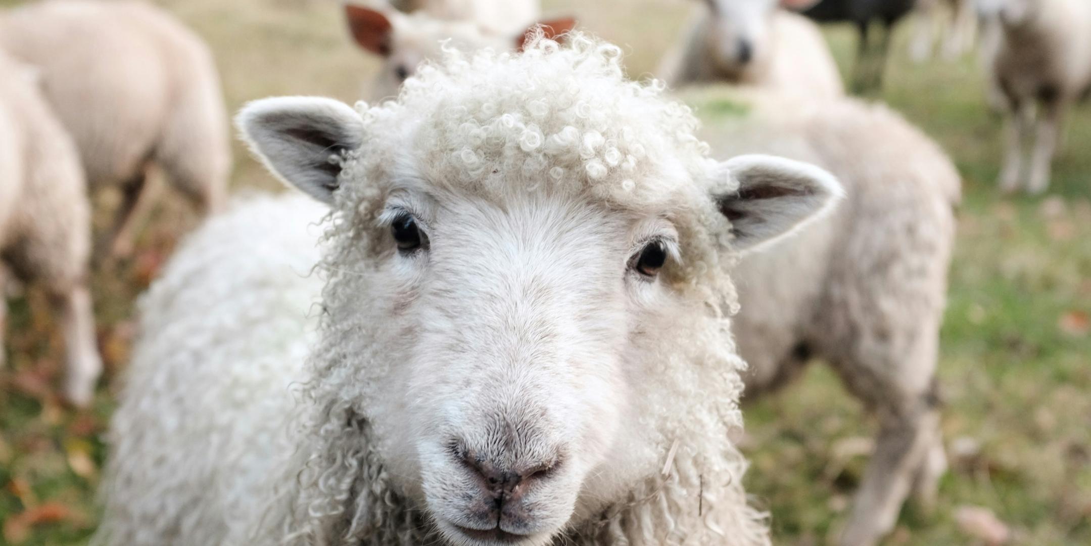 Ein Schaf mit einer Schafherde